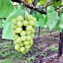 나래농원 이미지