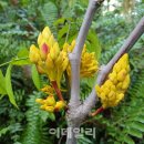 무우수(無憂樹)