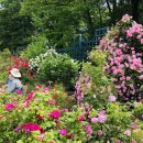 장미의거리6 이미지