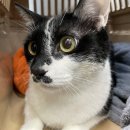 25시파랑새동물병원 | 3살 고양이 스케일링 후기｜치석 아니고 ‘잇몸뼈가 녹고 있었습니다’