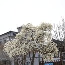 버드나무주유소 | 가볼만한 곳] 공산성부터 공주한옥마을, 공주알밤센터까지 당일치기 여행 후기(feat. 벚꽃 목련 봄나들이)