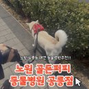 골드퍼피동물병원 공릉점 | 공릉동 골드퍼피동물병원 공릉점 진돗개 암컷 중성화수술 후기 🐶 2살 옥지 수술비용·회복과정 꼼꼼 정리!