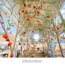 마고플레인 이미지