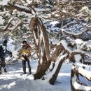 [겨울 점봉산 르포] 감격! 드디어 점봉산에 산길 열린다 이미지