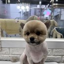 언니네 펫 이미지