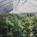 치악산농장 이미지