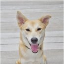 한국동물혈액은행 동물병원 한국일보