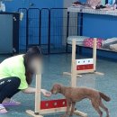 애견훈련소 보담 이미지