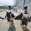 마장어린이집 | 양주시 공공 승마장 가격 예약방법 체험후기까지