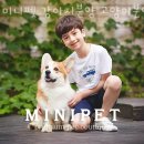 미니펫 강아지분양 고양이분양 강남점 | 수원 영통동 강아지분양 미니펫 강아지분양 고양이분양 수원점 업체 정보 후기