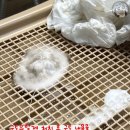 헤세드동물병원 네이버블로그