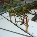 동청목장 이미지