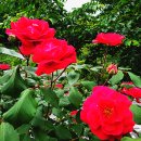 장미공원 주차장 이미지