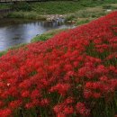 불갑사관광지 이미지