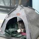 보매기길 | 강촌/춘천 애견동반카페 <베이스캠프> 강아지 데리고 여행 가기 좋은 카페 추천