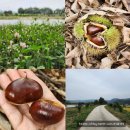 우주농원 | 10월 가을 재미 공주 밤줍기, 우주농원 방문후기
