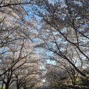 봉계1길 | 대구 근교 벚꽃 명소, 파미힐스 CC 다녀온 후기 (출입 제한·주차 팁 정리)