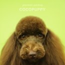 코코애견샵 이미지