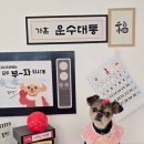 꽁꼼하개 이미지