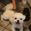 버블그루밍 이미지