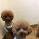 도담정