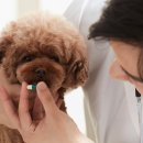 서울하이동물의료센터 이미지