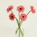 일본 성우 및 아티스트에게 대기실 꽃(楽屋花) 보내는 방법