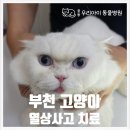 중동우리아이동물병원