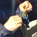 신의 젖줄 이미지