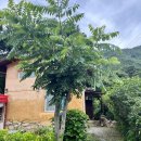 소나무흙집민박 이미지