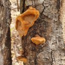 황금버섯 이미지