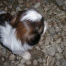 파트라슈 이미지