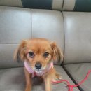 마산가축병원 이미지