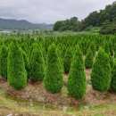 에메랄드그린 이미지