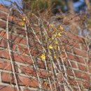 개나리써비스 이미지