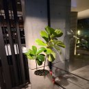 天鍋麻辣 鸳鸯鍋, 마라샤브 맛집으로 '구글'의 도움으로! 과연 맛 평가는? 솔직 후기, 닭탕은 아닌 것으로~