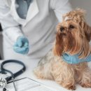 온유동물병원 이미지