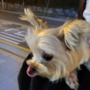 벨루스독 이미지