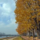 곡교천 은행나무길 이미지