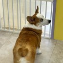 하트애견미용실 이미지