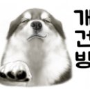 은밀하개위대하개 이미지