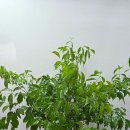 노원-현장-1544 | 노원·도봉·강북 상가 오픈 축하 화분 후기 │ 외곽지역도 신속하고 정중하게