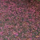 국도22호선가로수 이미지