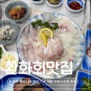 거제즉석횟집 | 거제 벨버디어 근처 환화회맛집 | 스페셜회 내돈내산 솔직 방문기