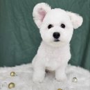 아이러브도그 | 비숑미용 아이러브도그 숭실대 서울대입구 애견미용 추천