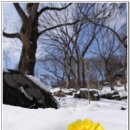 눈속에피는꽃 이미지