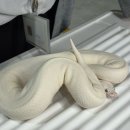 도마뱀있ZOO | 대구 파충류 박람회 렙타일페어 (학여울 세텍 후기)