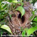 # waxbill #----5. Nest &Nesting Material 이미지