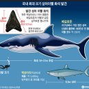 지구상 가장 큰 상어라는 메갈로돈 이미지