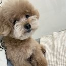 쿨펫동물병원 킨텍스점 이미지